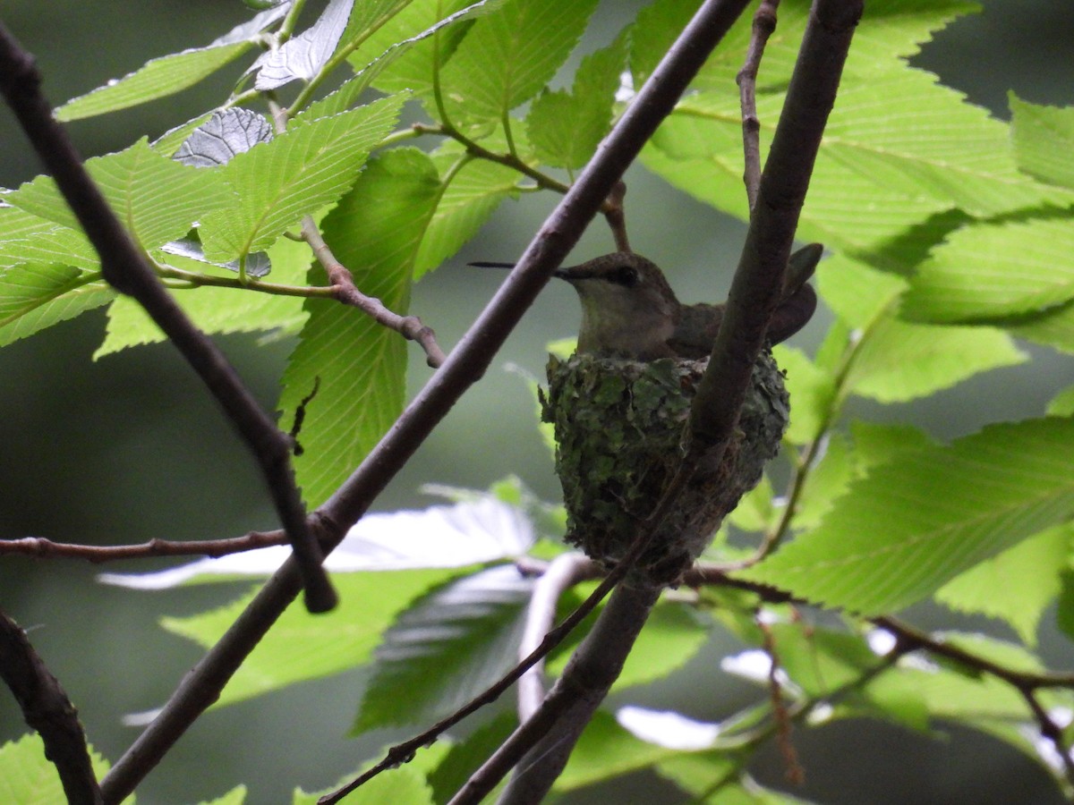 Black-chinned Hummingbird - ML617987288