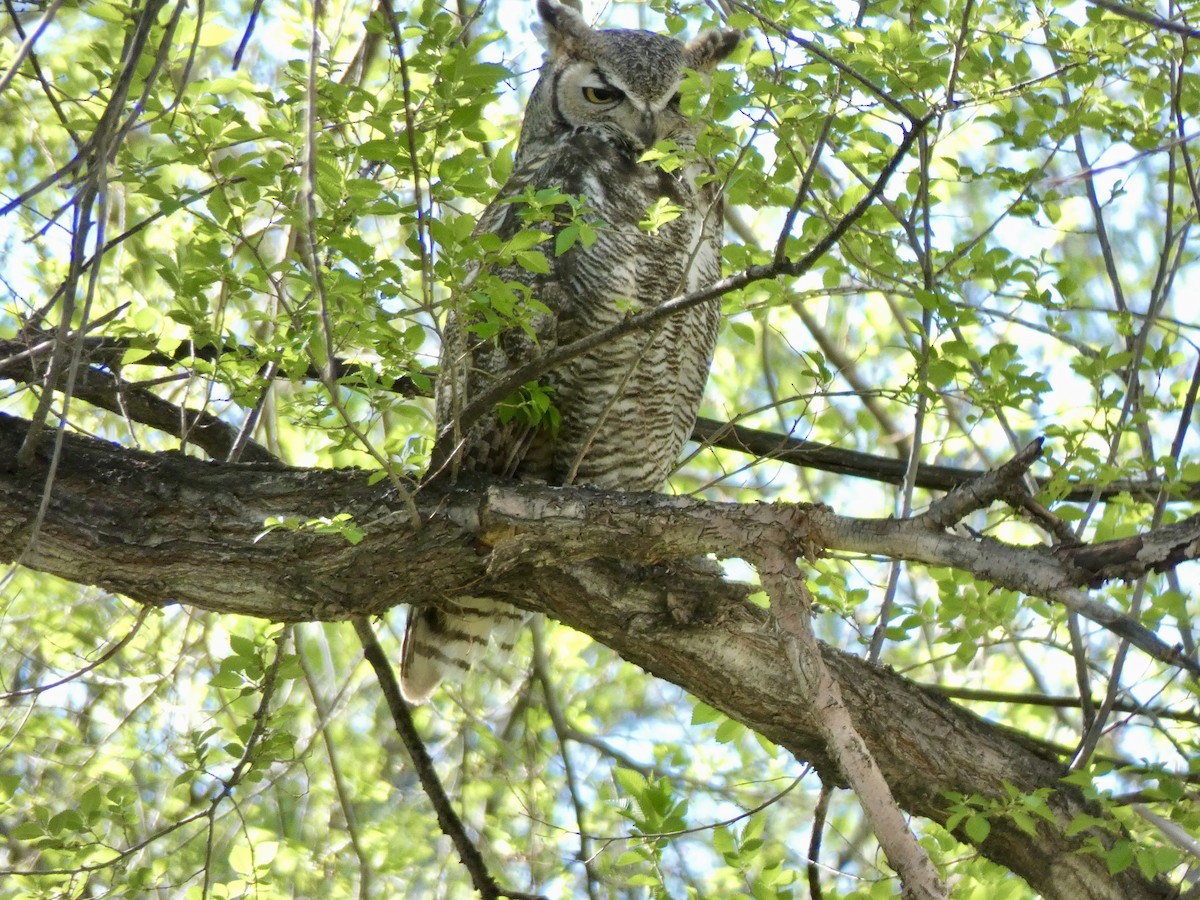 Great Horned Owl - ML617987290