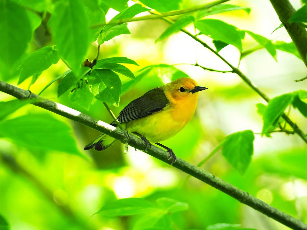 Prothonotary Warbler - ML617987298