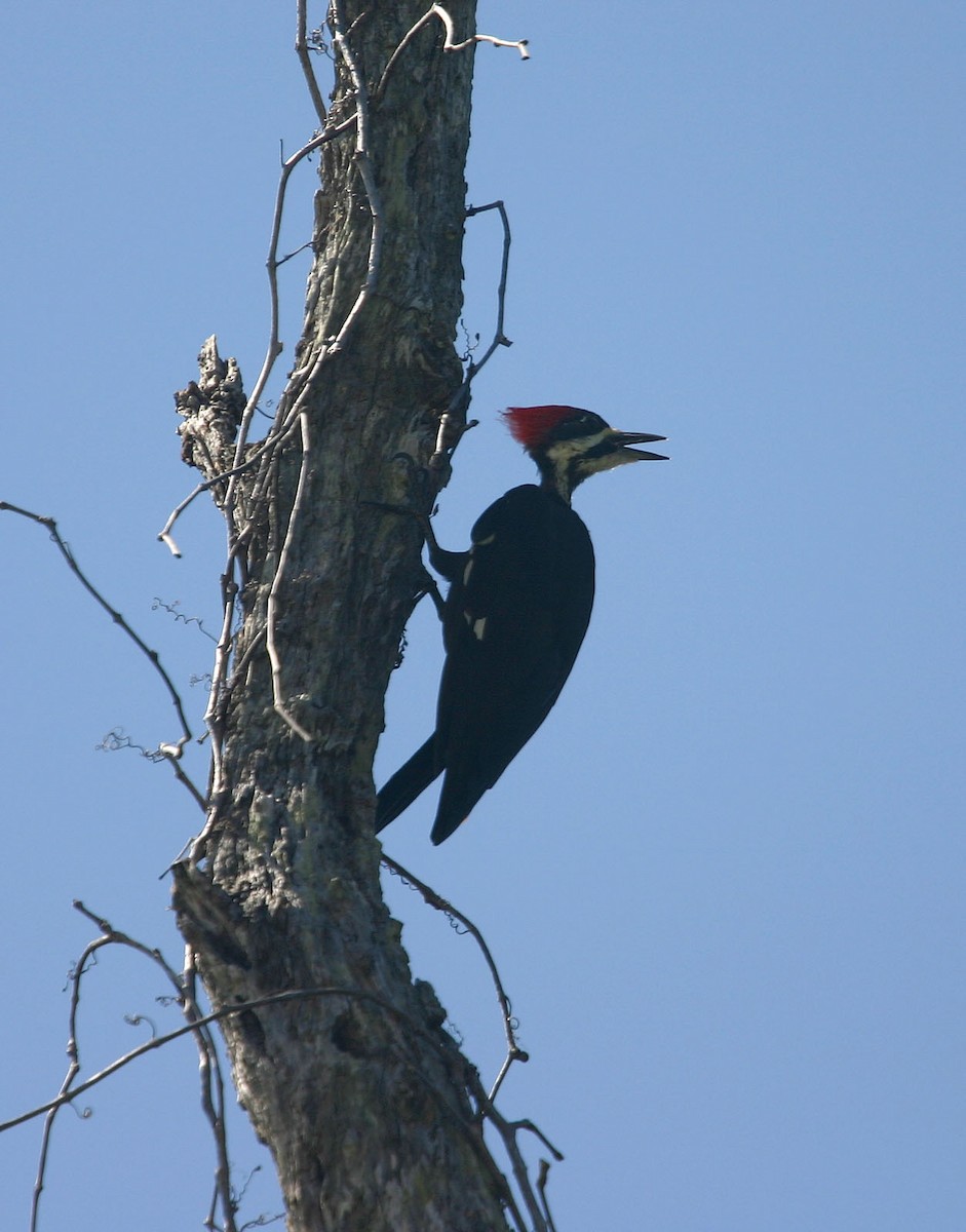 Pileated Woodpecker - ML617987303