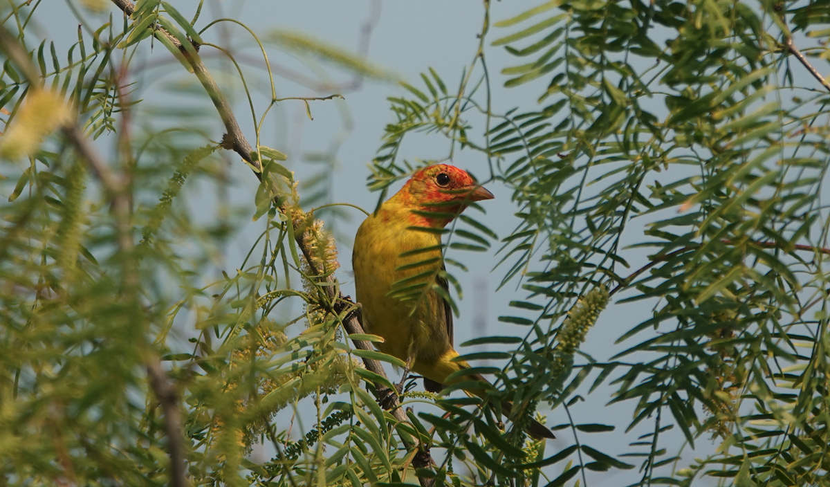 Western Tanager - ML617987321