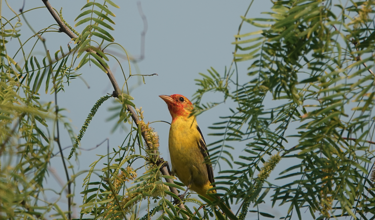 Western Tanager - ML617987322