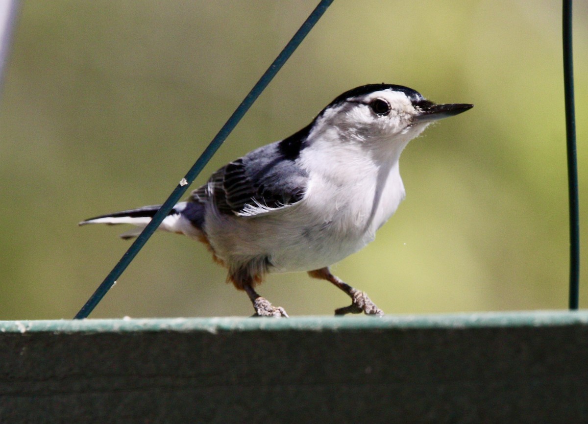 White-breasted Nuthatch - ML617987350