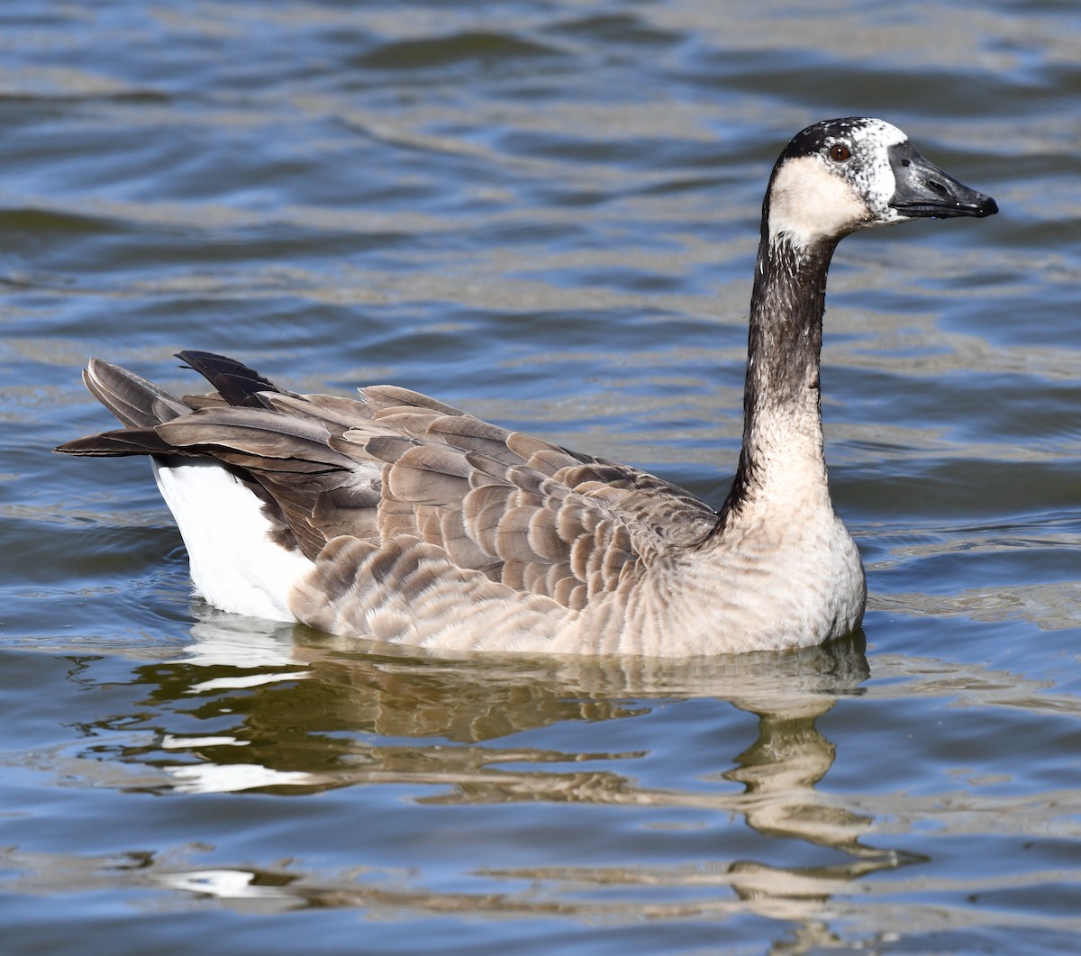 Greater White-fronted x Canada Goose (hybrid) - ML617987398
