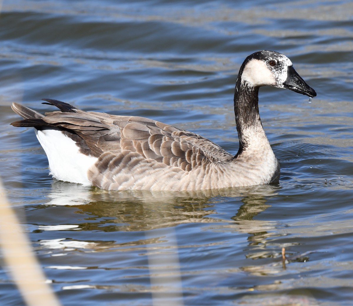 Greater White-fronted x Canada Goose (hybrid) - ML617987399