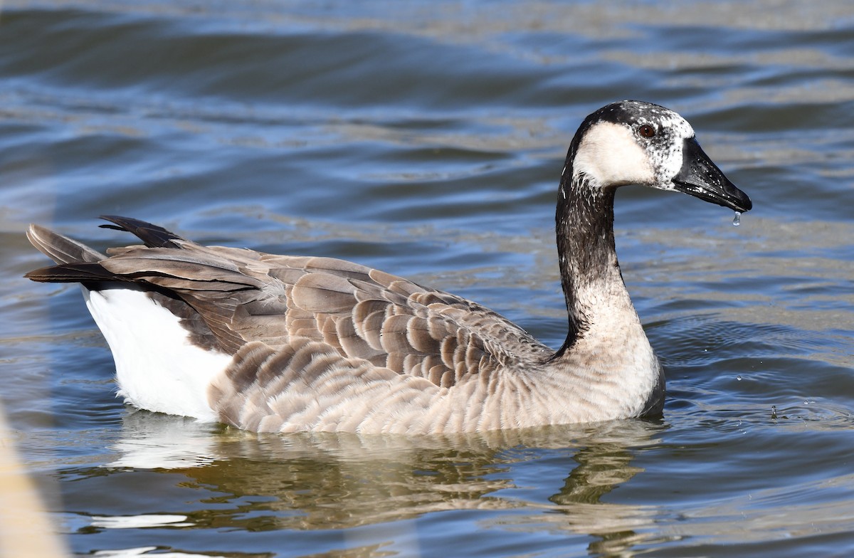 Greater White-fronted x Canada Goose (hybrid) - ML617987400