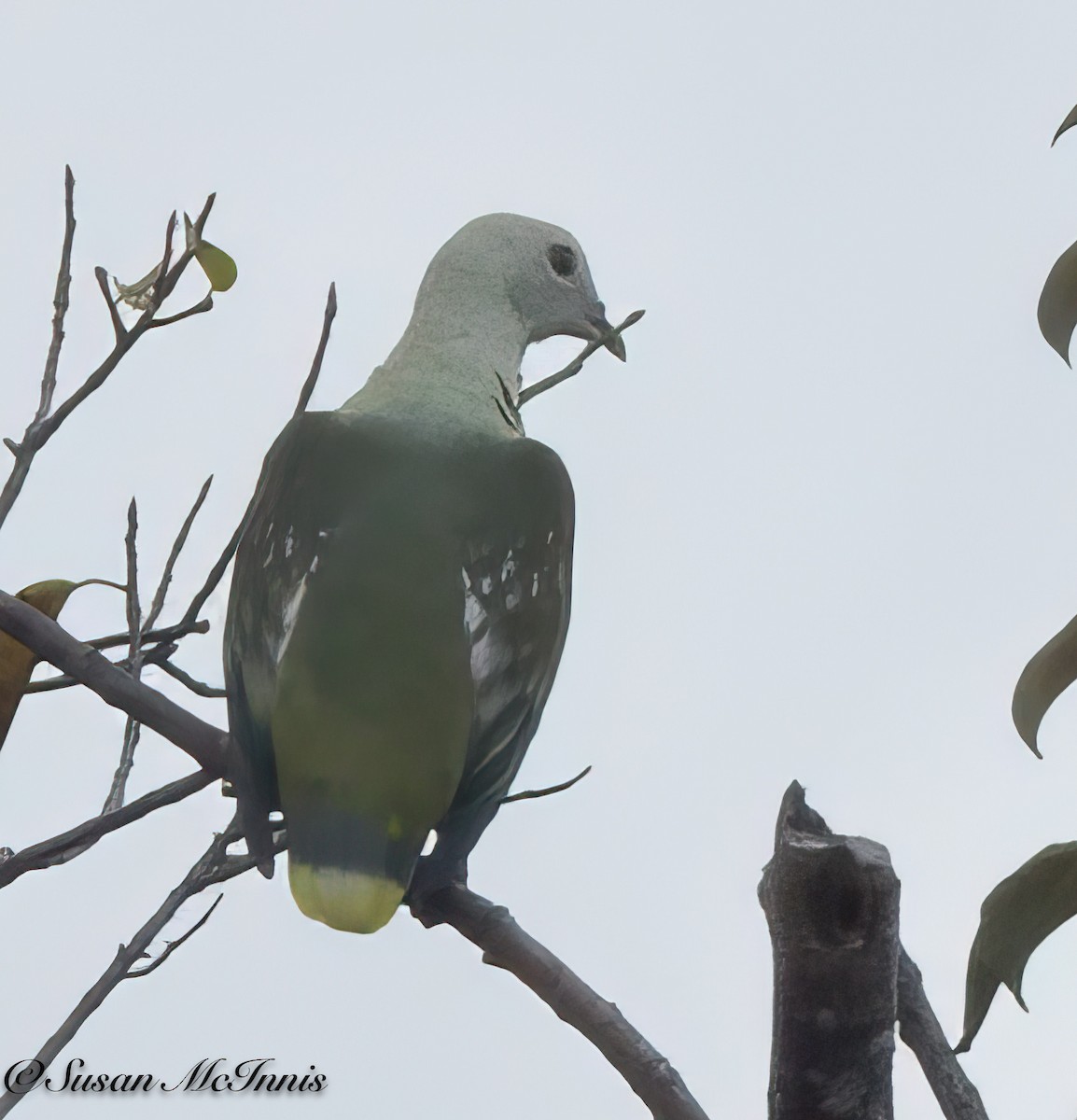 Silver-capped Fruit-Dove - ML617987459
