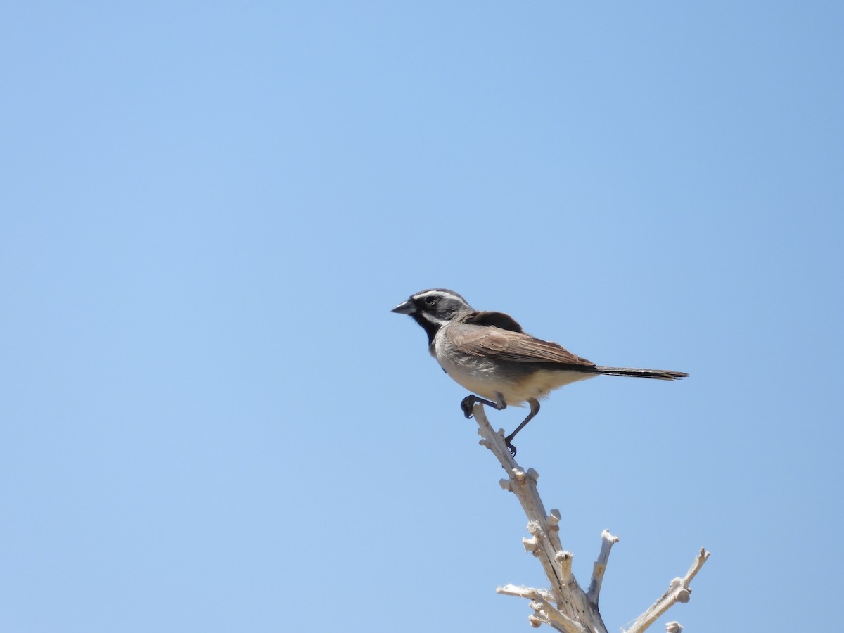Black-throated Sparrow - ML617987468