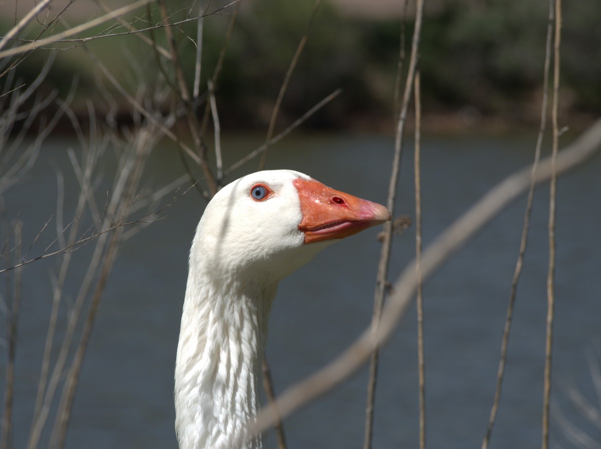 Domestic goose sp. (Domestic type) - ML617987482