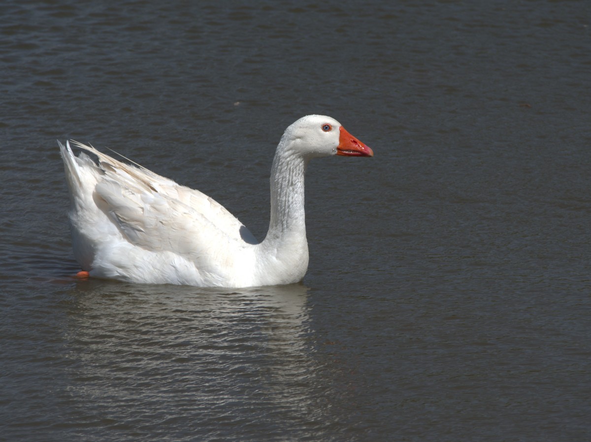 Domestic goose sp. (Domestic type) - ML617987483