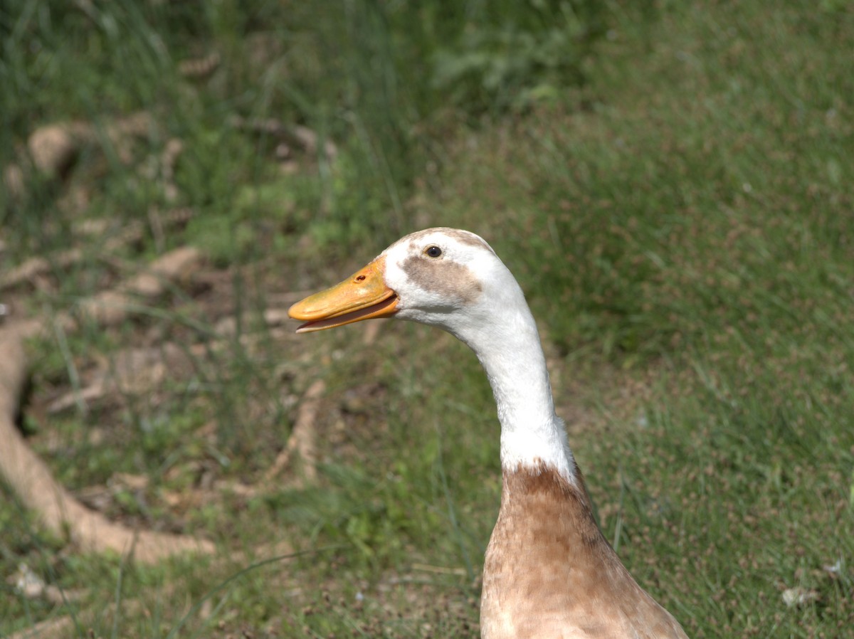 Domestic goose sp. (Domestic type) - ML617987484