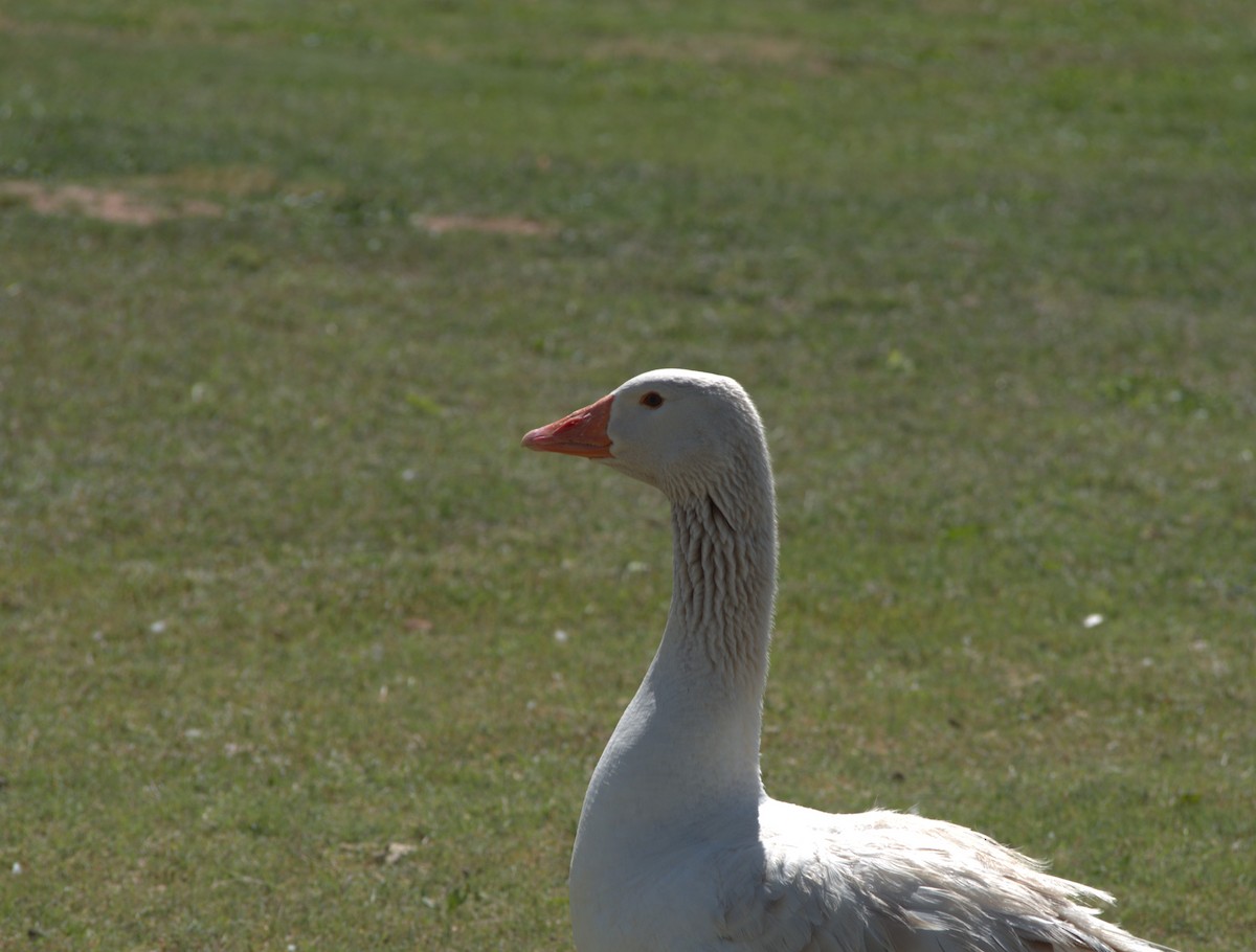 Domestic goose sp. (Domestic type) - J Burk