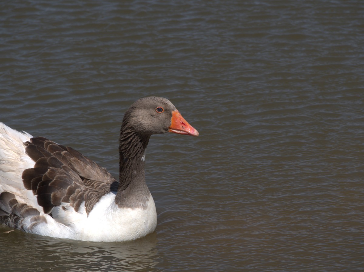 Domestic goose sp. (Domestic type) - J Burk