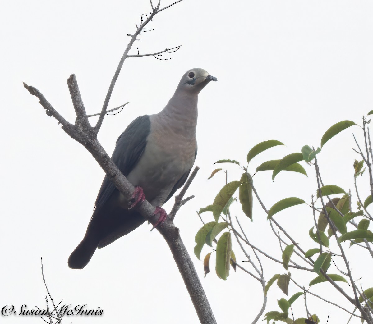 Island Imperial-Pigeon - ML617987506
