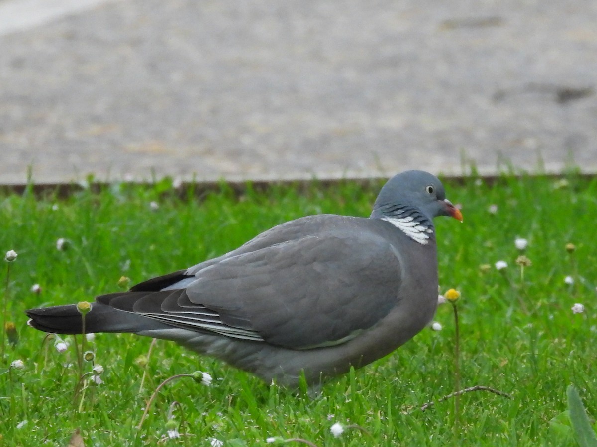 Common Wood-Pigeon - Scott Fox