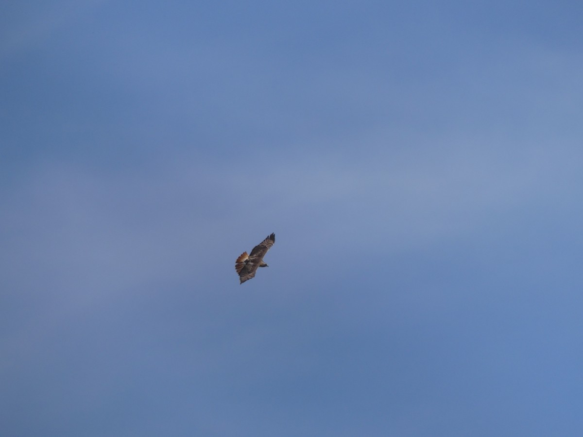 Red-tailed Hawk - ML617987564