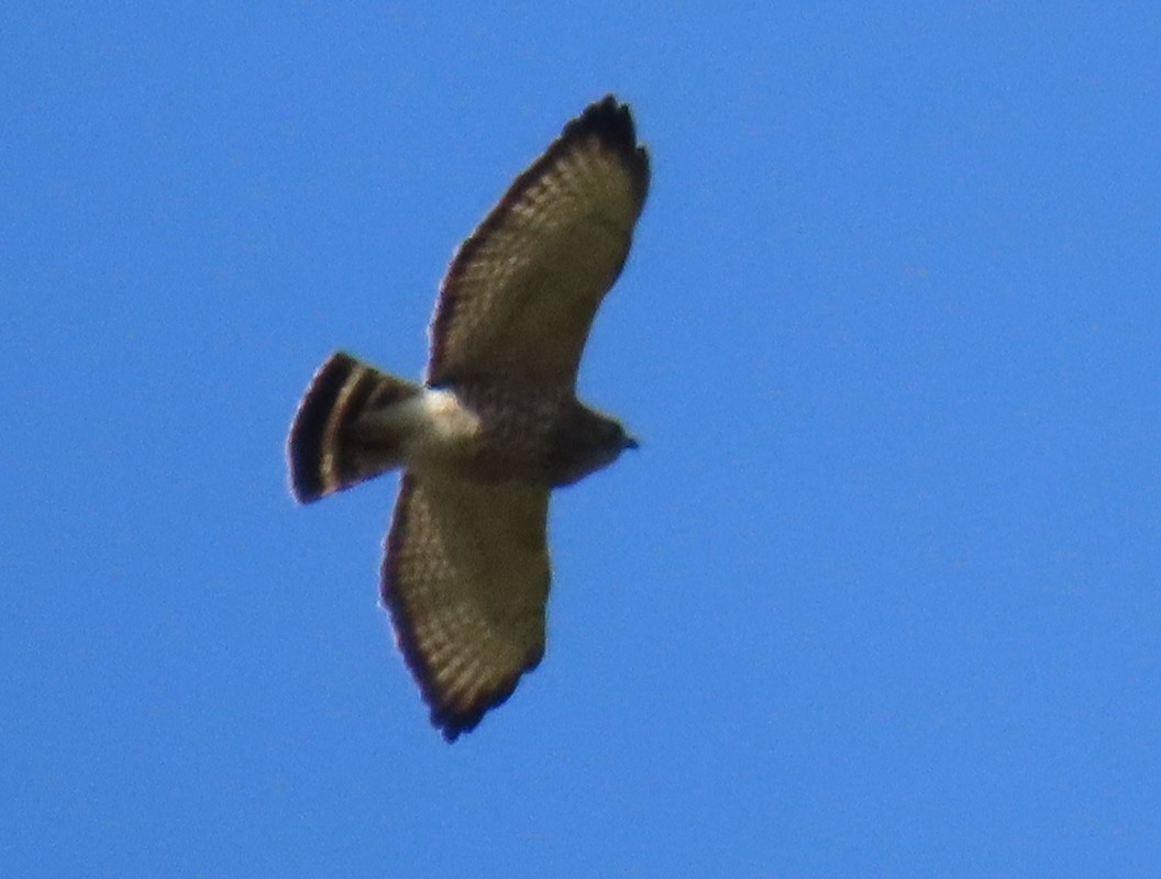 Broad-winged Hawk - ML617987571