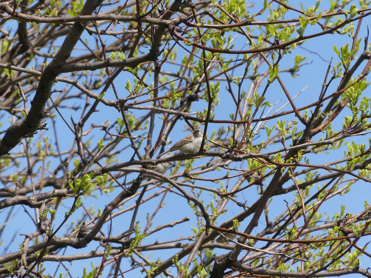 Chipping Sparrow - ML617987586