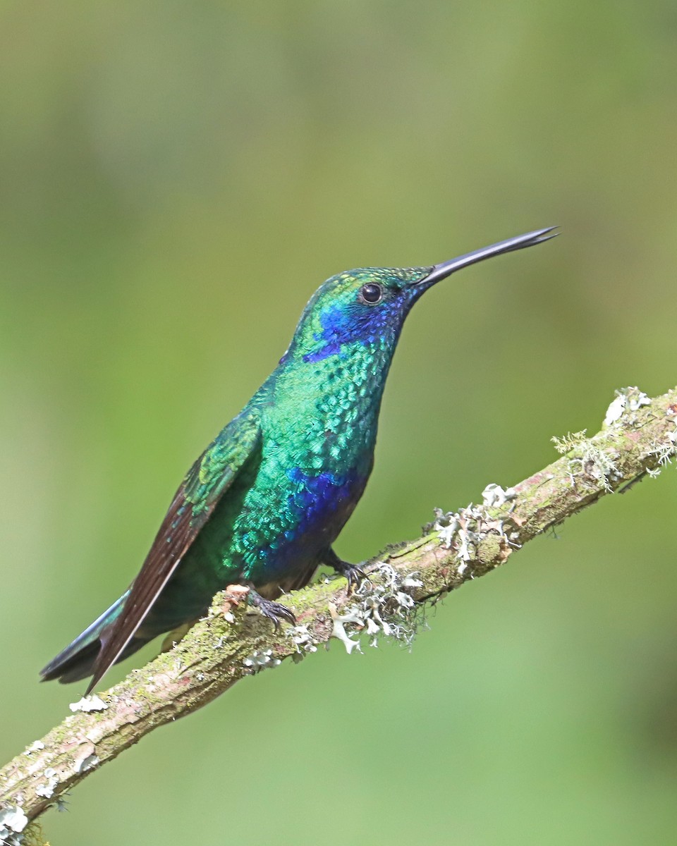 kolibřík modrolící - ML617987606