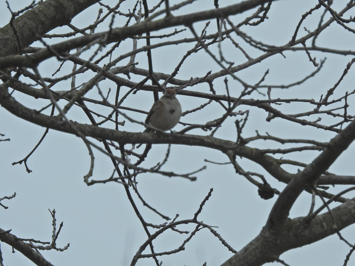 American Tree Sparrow - ML617987616