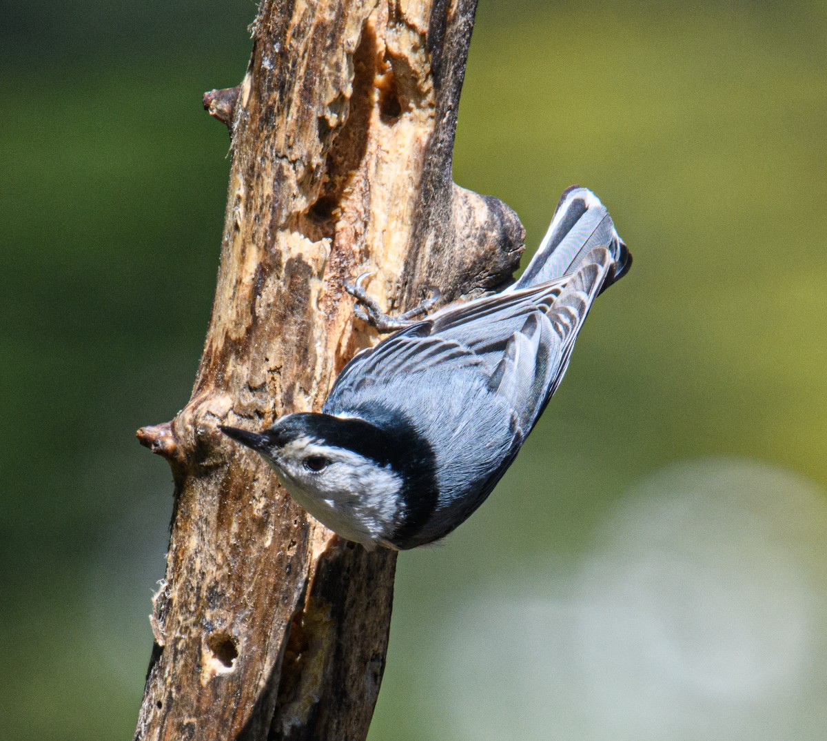 White-breasted Nuthatch - Bert Filemyr