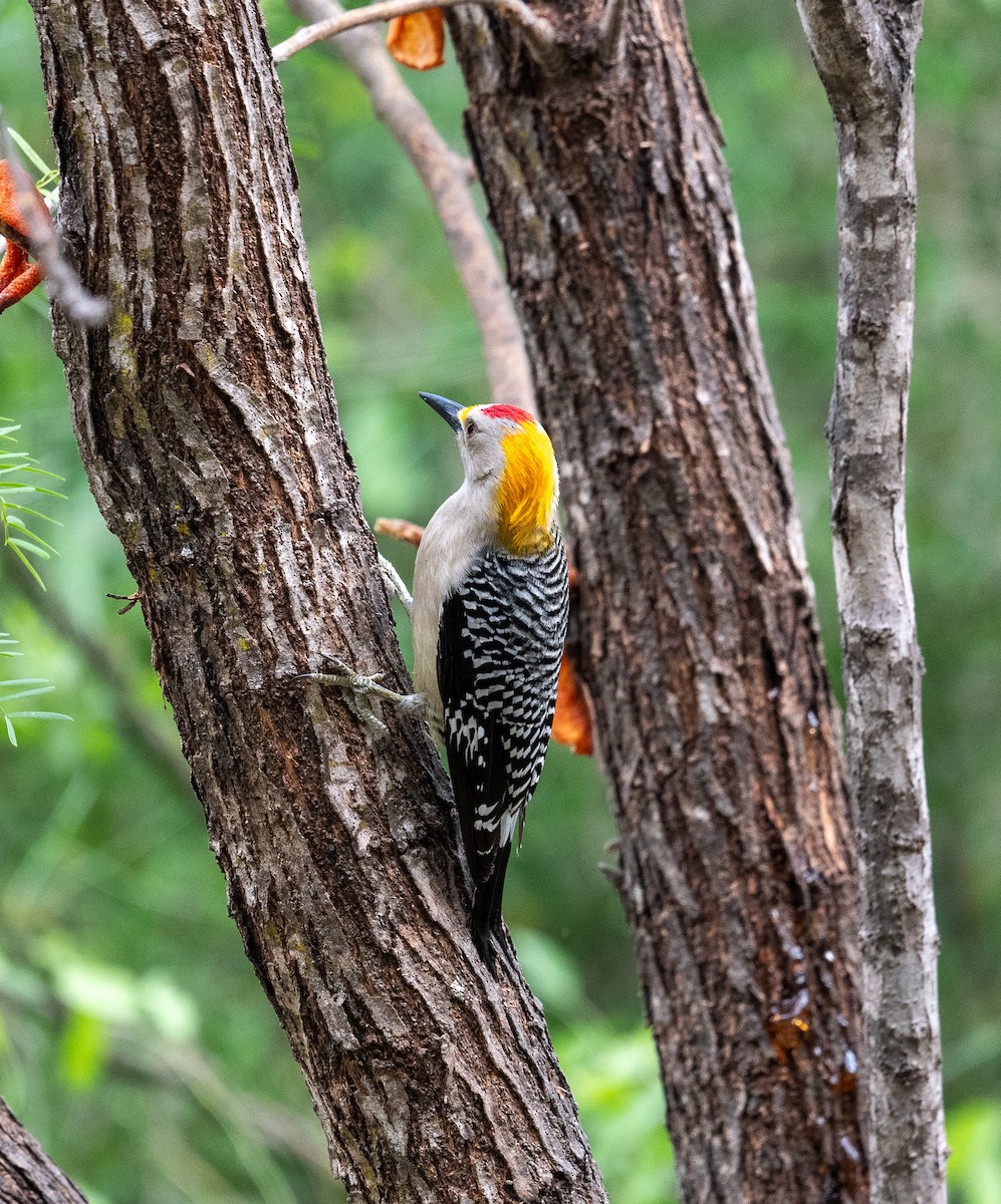 Golden-fronted Woodpecker - Erik Ostrander