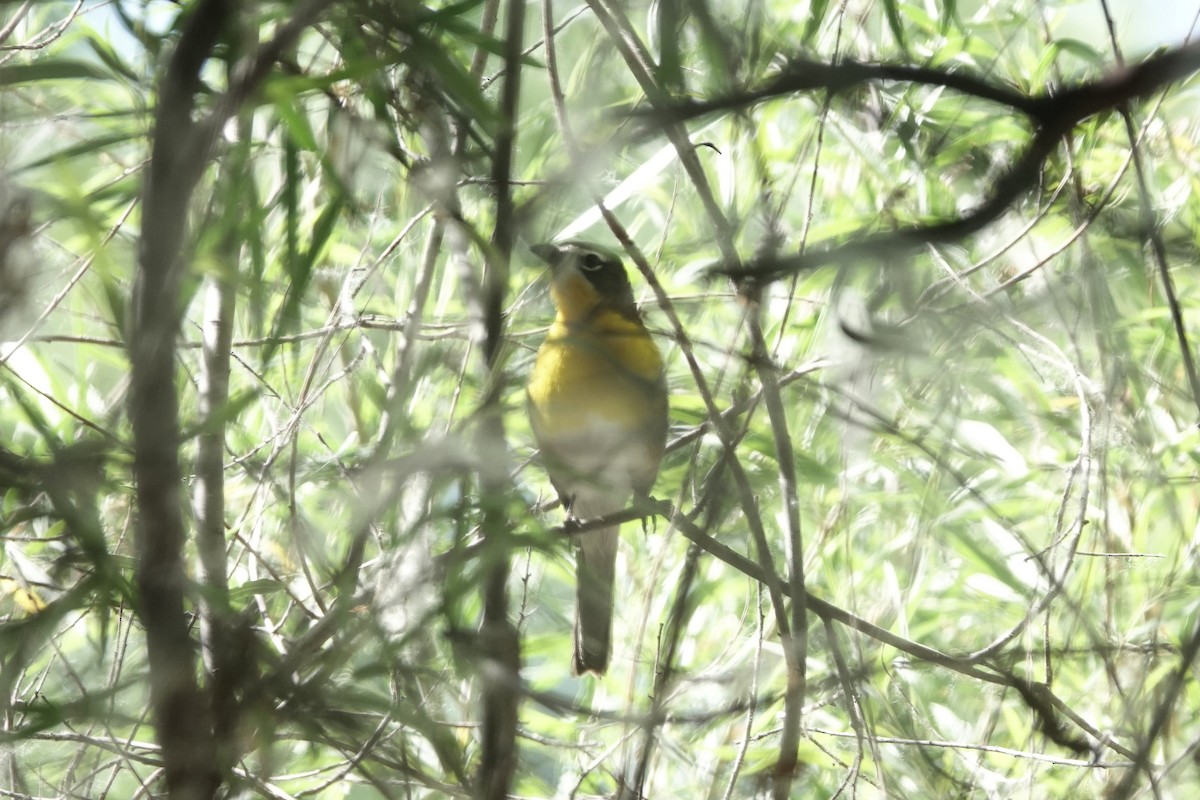 Yellow-breasted Chat - Diana Spangler