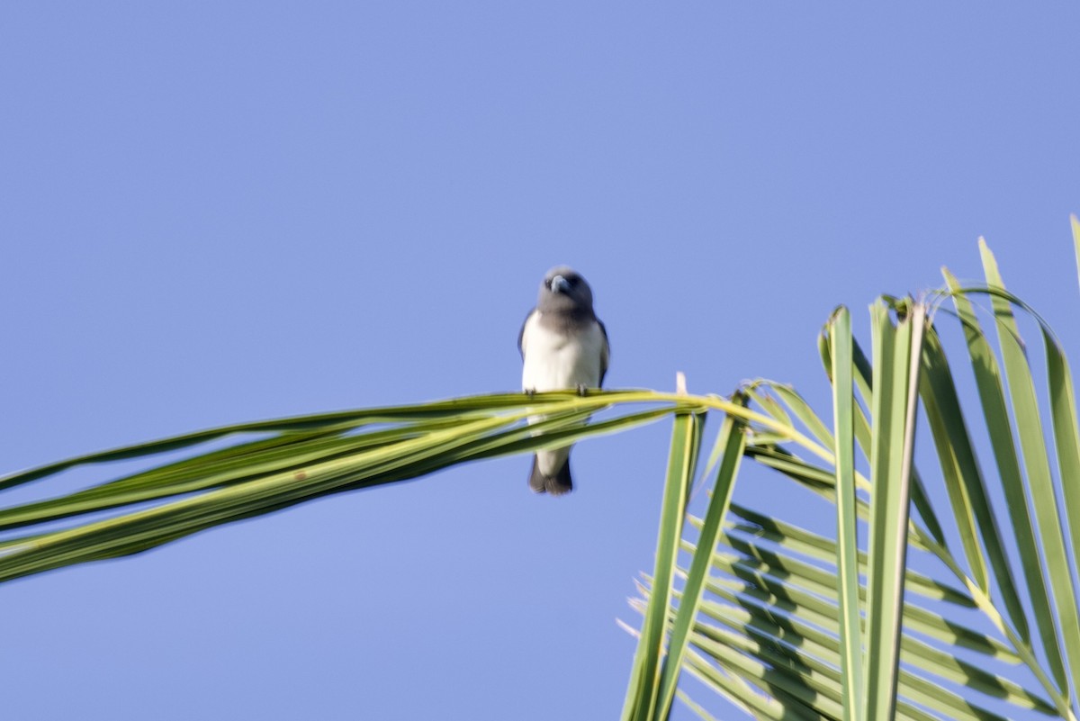 White-breasted Woodswallow - Tom McIntosh