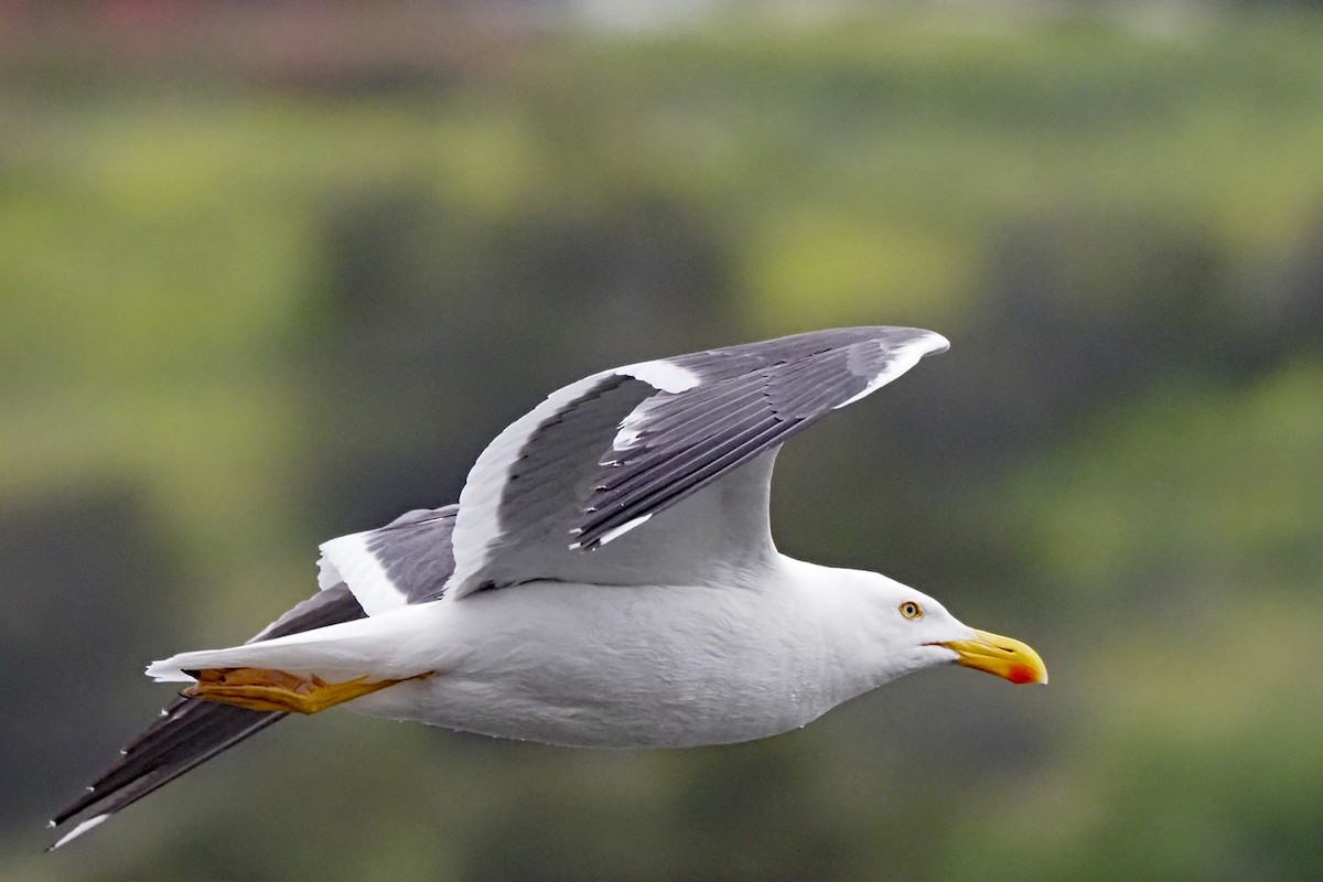 Yellow-footed Gull - Dan Pierce