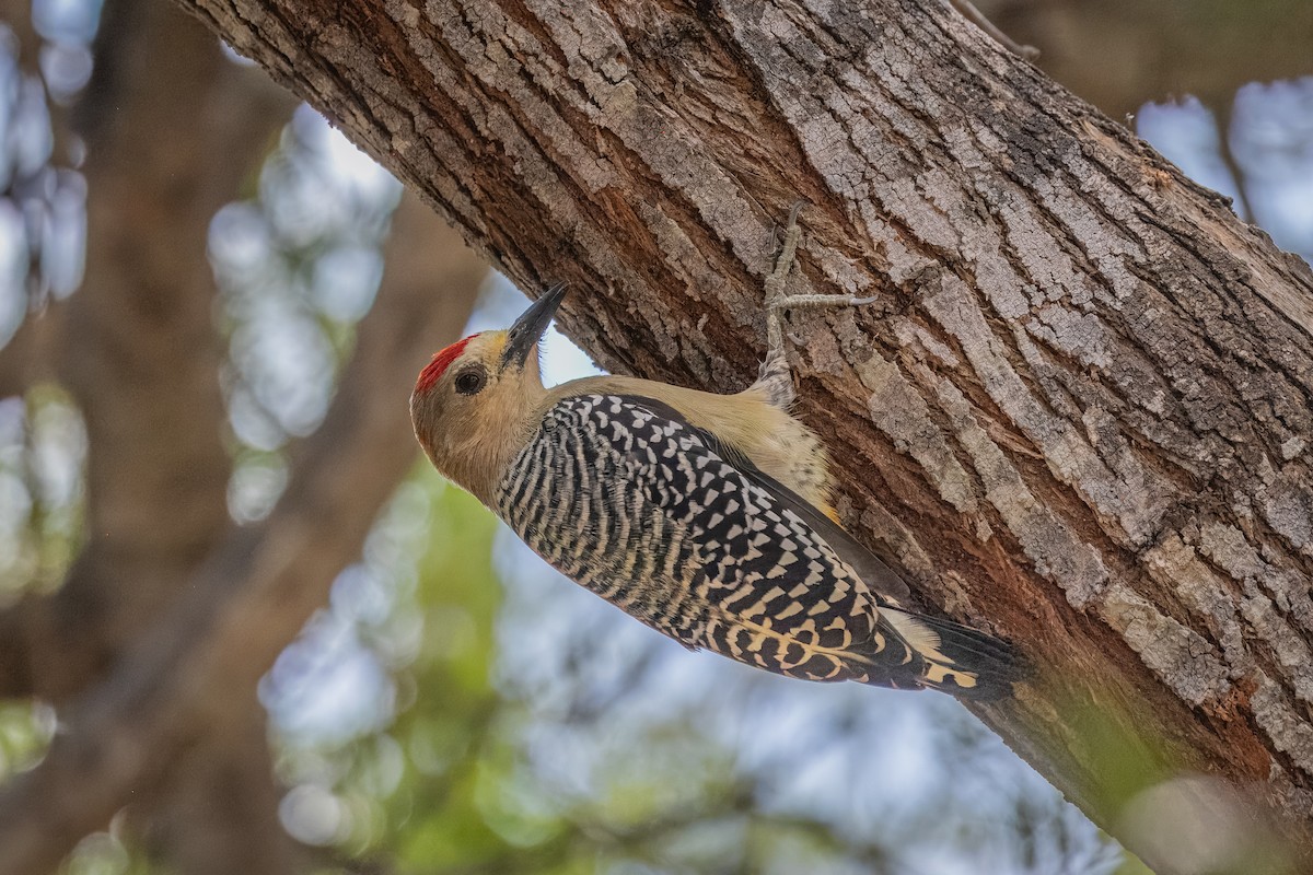 Red-crowned Woodpecker - ML617987849