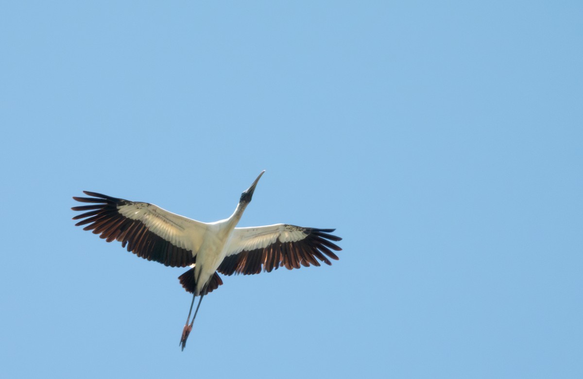 Wood Stork - Adi Rao