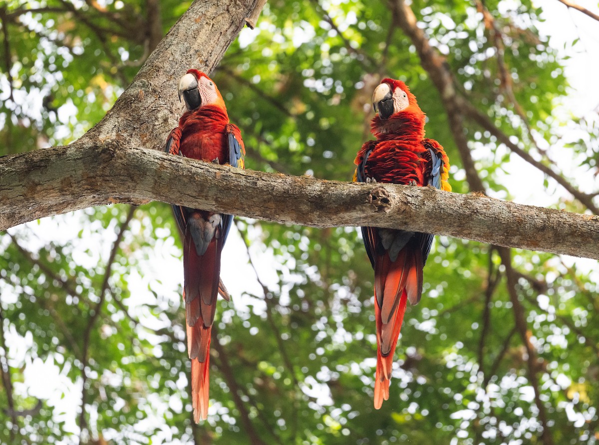 Scarlet Macaw - ML617987890