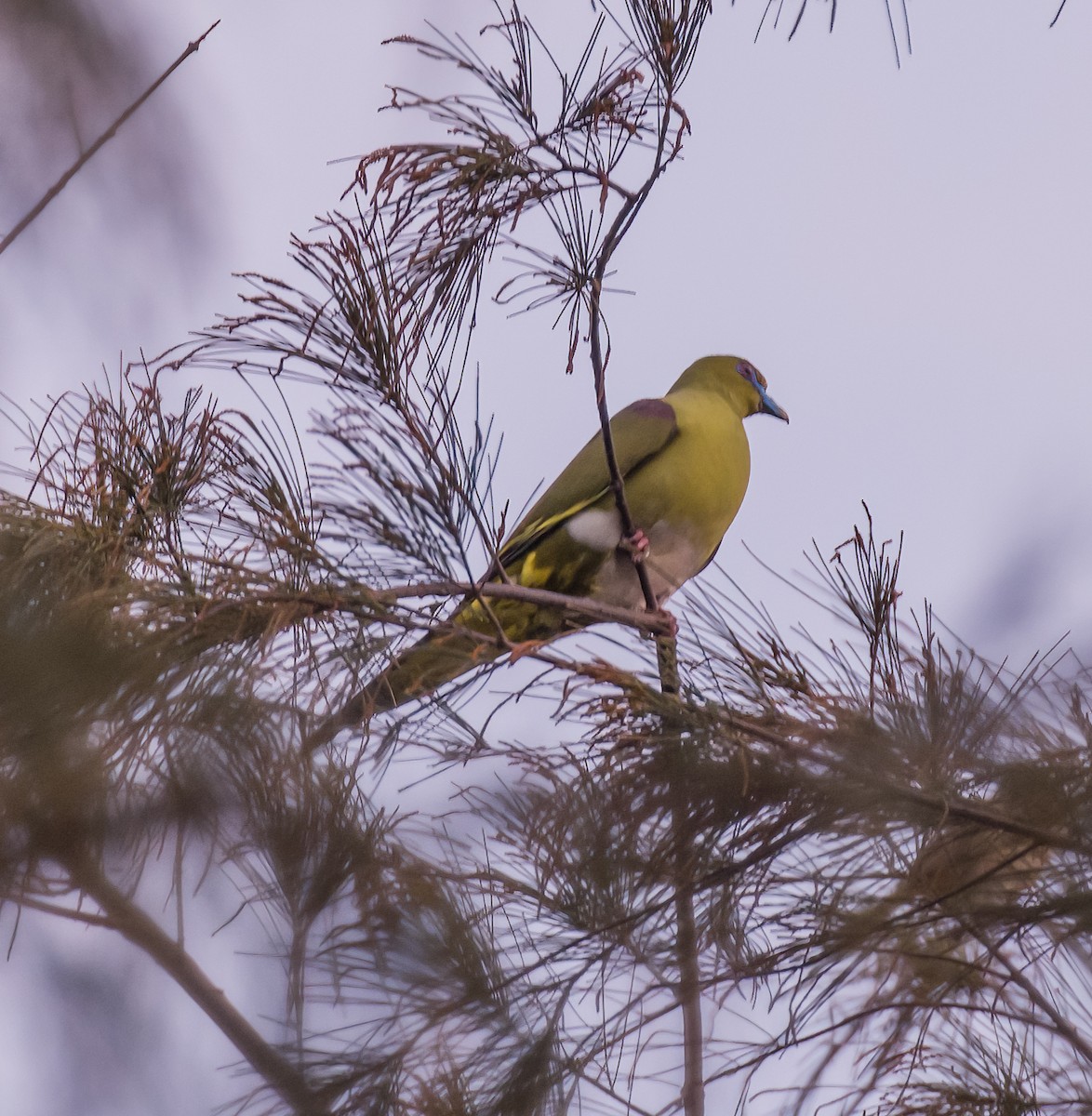Yellow-vented Green-Pigeon - David Hoar