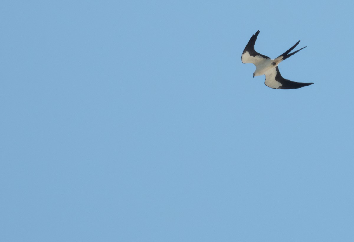 Swallow-tailed Kite - Adi Rao