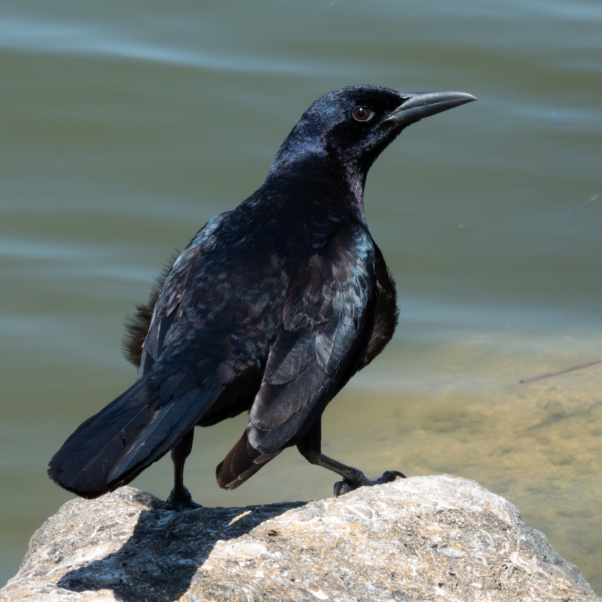 Boat-tailed Grackle - ML617987912