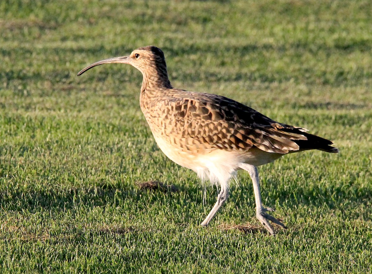 Bristle-thighed Curlew - ML617987920