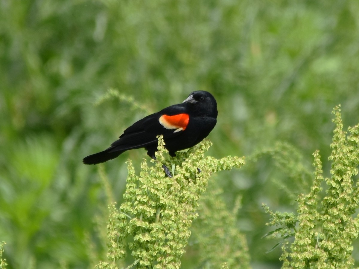 Red-winged Blackbird - ML617987948