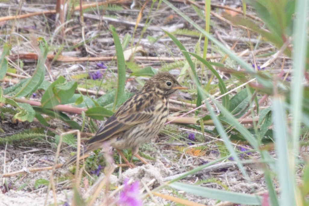 Meadow Pipit - ML617987952