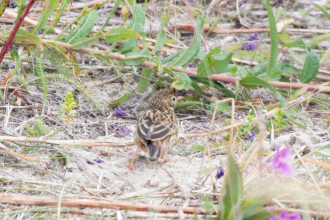 Meadow Pipit - ML617987953
