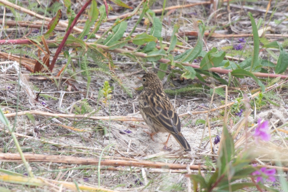 Meadow Pipit - ML617987954