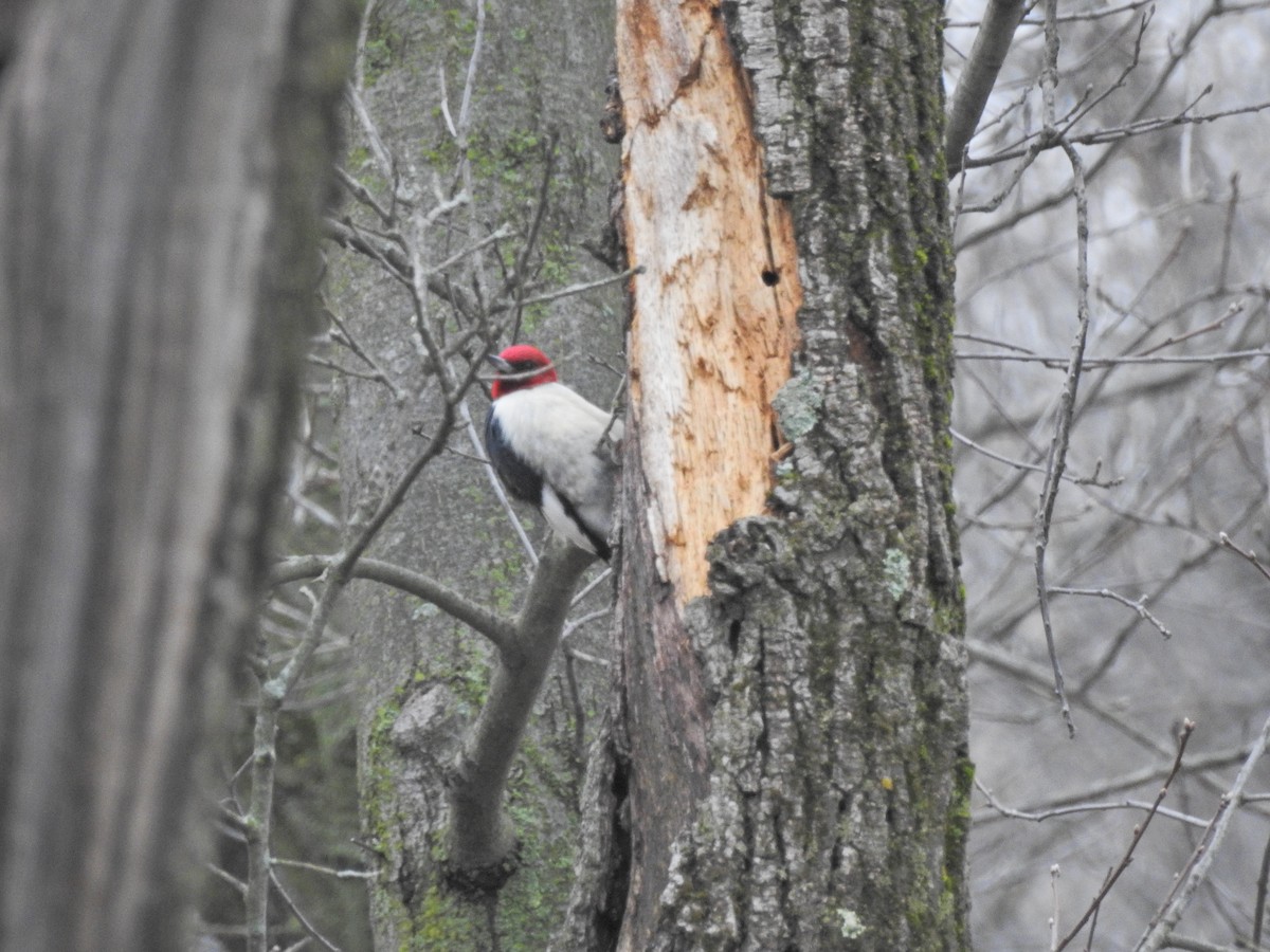 Red-headed Woodpecker - ML617987957