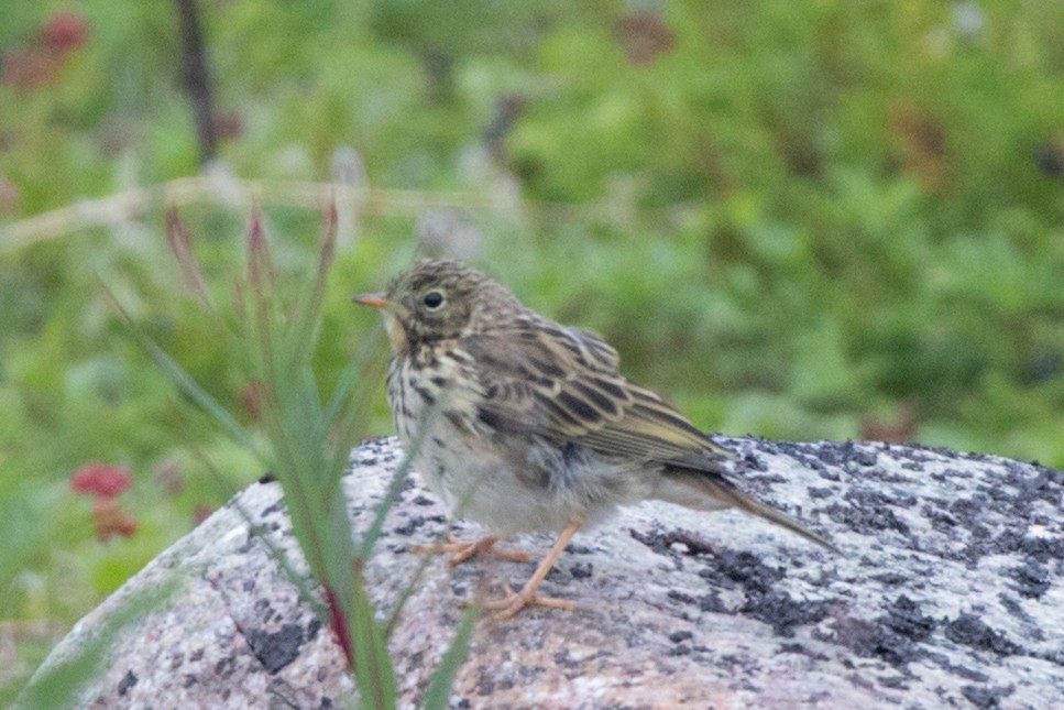 Meadow Pipit - ML617987972