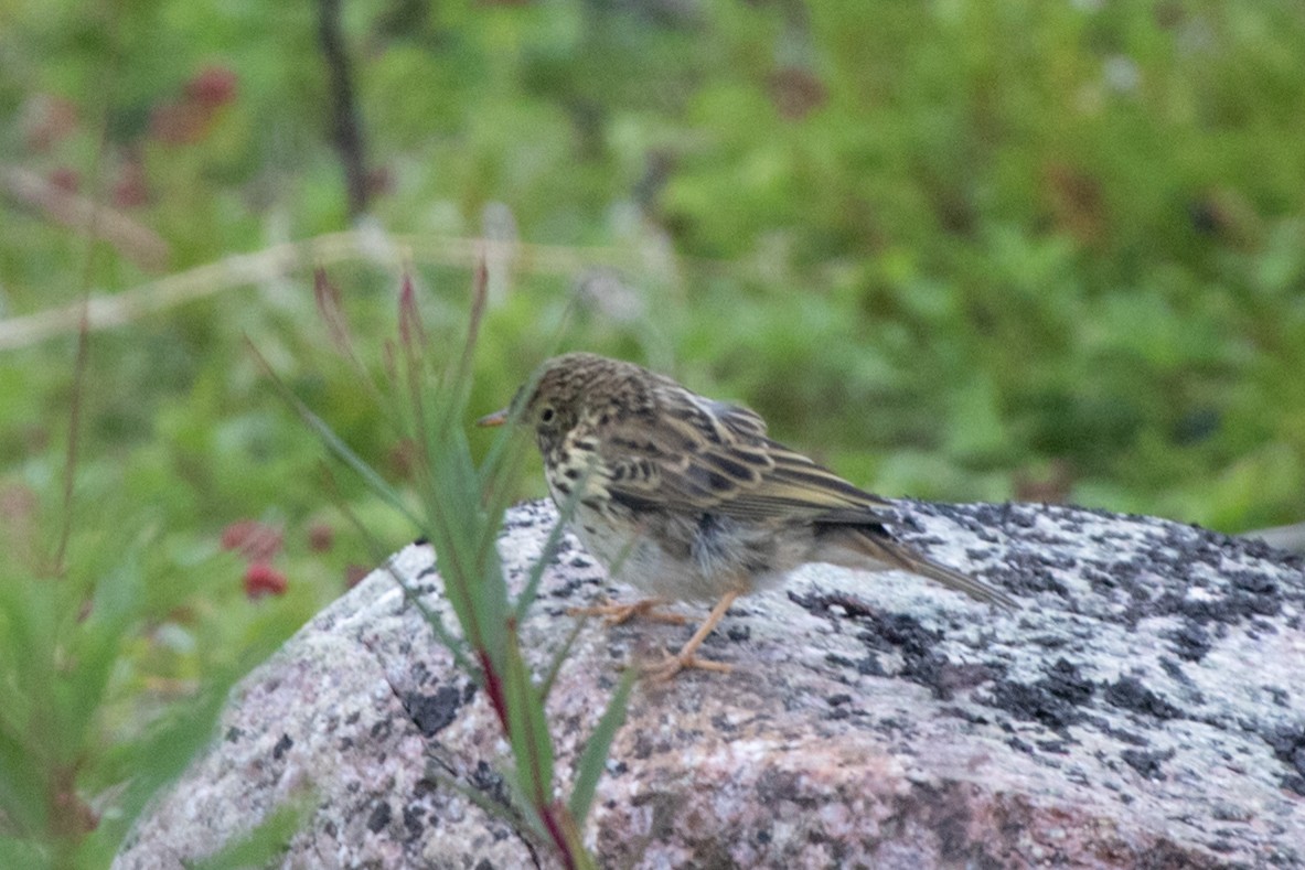Meadow Pipit - ML617987973