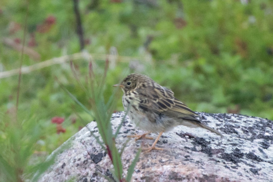 Meadow Pipit - ML617987974