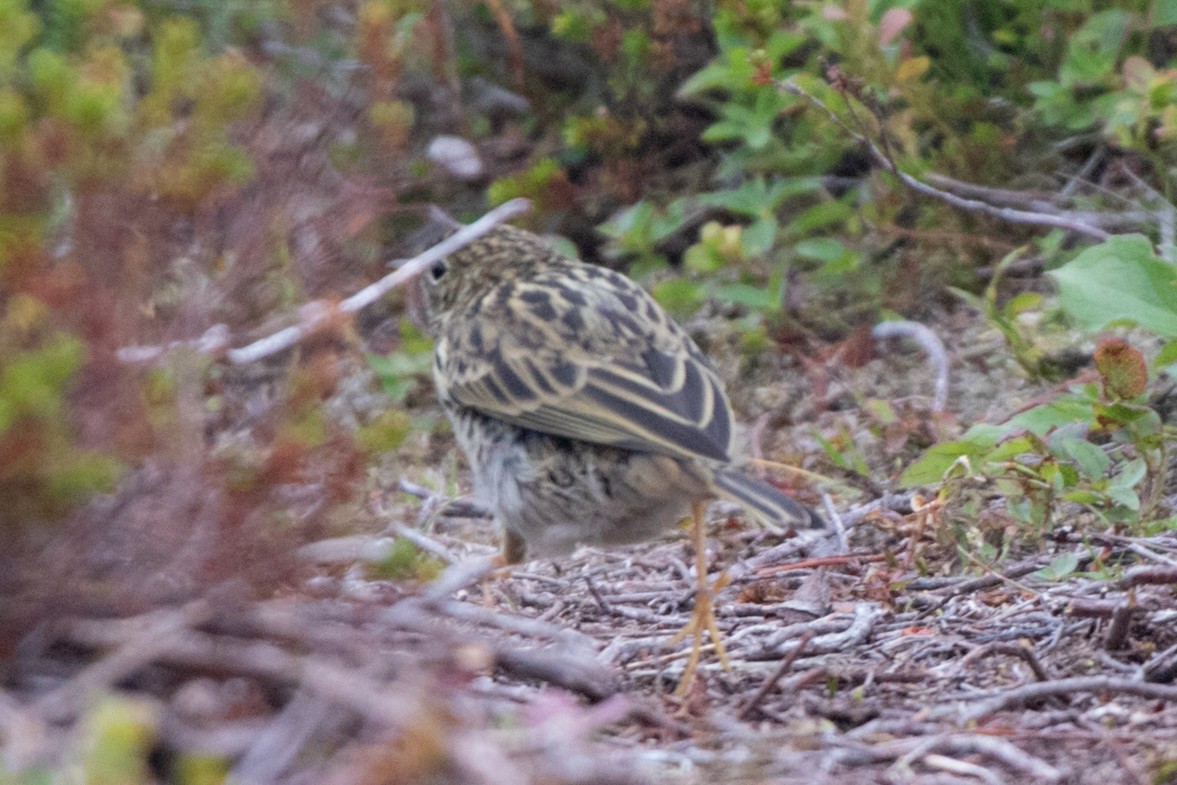 Meadow Pipit - ML617987975