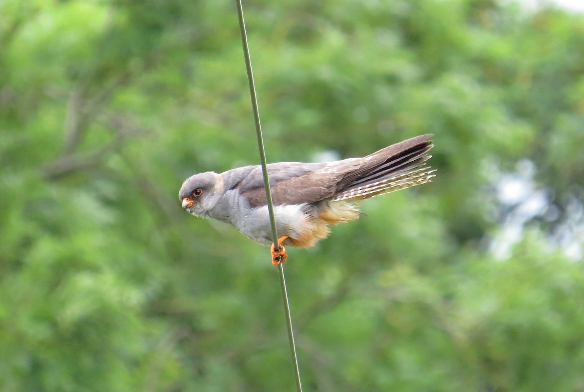Red-footed Falcon - ML617987983