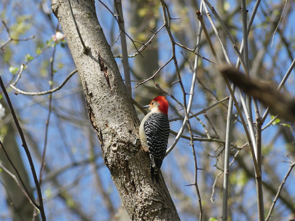 Red-bellied Woodpecker - michael sandman