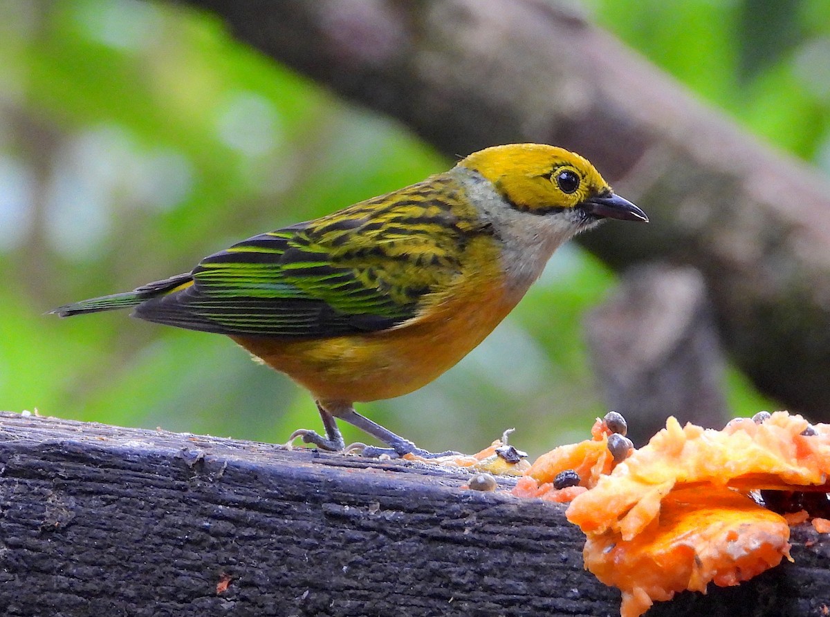 Silver-throated Tanager - ML617988035