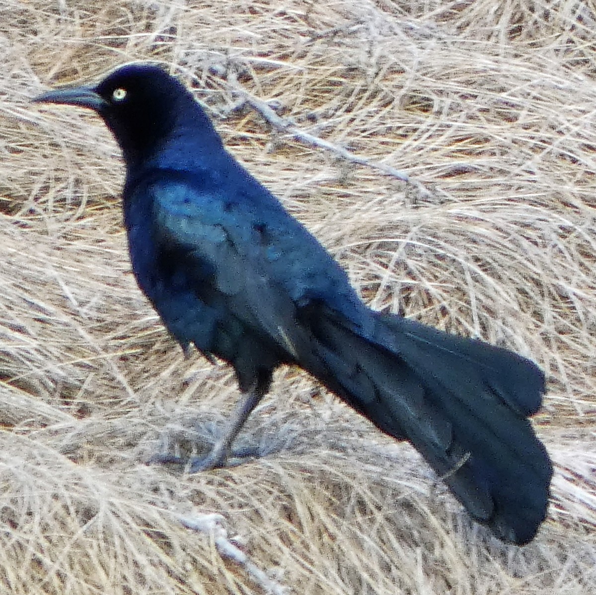 Great-tailed Grackle - ML617988047