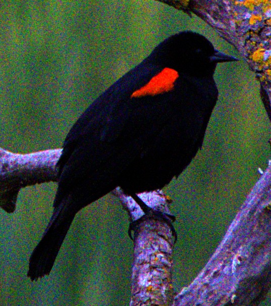 Red-winged Blackbird - ML617988102